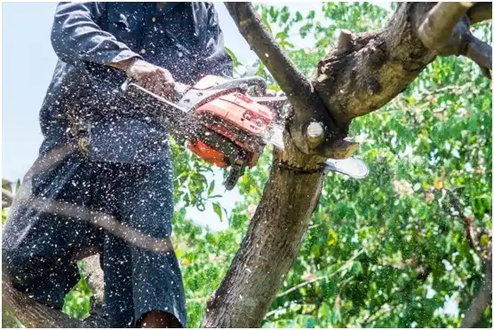 tree services Lake Nebagamon